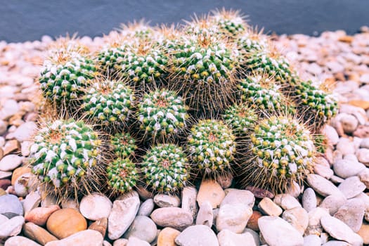 Close up cactus at natural ground.