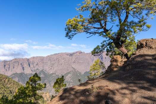 Pine forest at Caldera de Taburiente National Park. Viewpoint La Cumbrecita, La Palma, Canary Island, Spain.