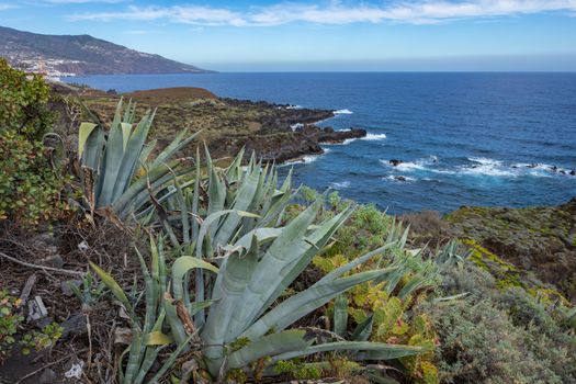 Tropical cactus garden and black sand beach at Los Cancajos. La Palma, Canary Island, Spain.