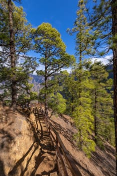 Pine forest at Caldera de Taburiente National Park. Viewpoint La Cumbrecita, La Palma, Canary Island, Spain.