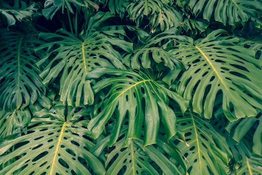 Close up Pile of Leaves Monsters with palm leaves.