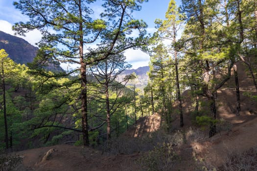 Pine forest at Caldera de Taburiente National Park. Viewpoint La Cumbrecita, La Palma, Canary Island, Spain.