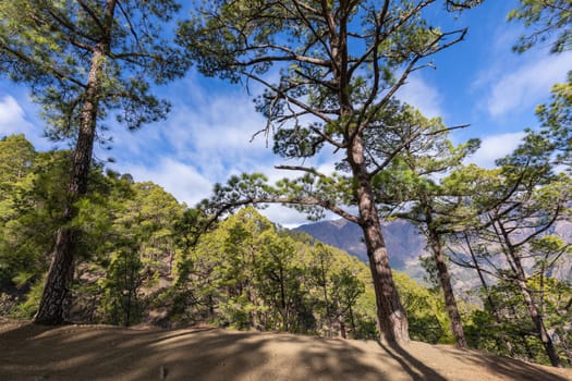 Pine forest at Caldera de Taburiente National Park. Viewpoint La Cumbrecita, La Palma, Canary Island, Spain.