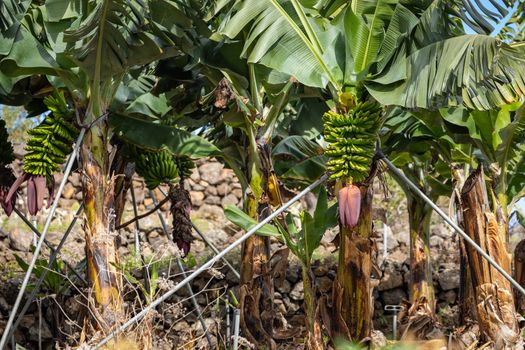 Banana Plantation Field in La Palma, Canary Island, Spain.