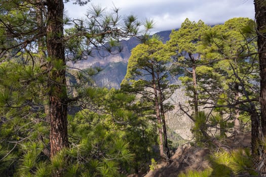 Pine forest at Caldera de Taburiente National Park. Viewpoint La Cumbrecita, La Palma, Canary Island, Spain.