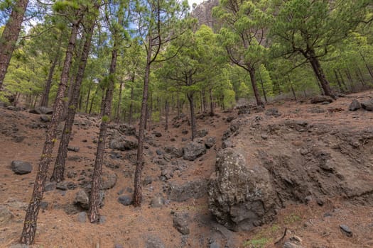 Pine forest at Caldera de Taburiente National Park. Viewpoint La Cumbrecita, La Palma, Canary Island, Spain.