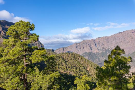 Pine forest at Caldera de Taburiente National Park. Viewpoint La Cumbrecita, La Palma, Canary Island, Spain.