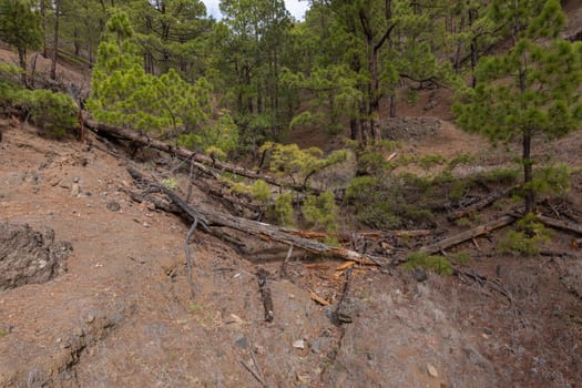 Pine forest at Caldera de Taburiente National Park. Viewpoint La Cumbrecita, La Palma, Canary Island, Spain.