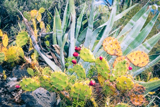 Tropical cactus garden and black sand beach at Los Cancajos. La Palma, Canary Island, Spain.