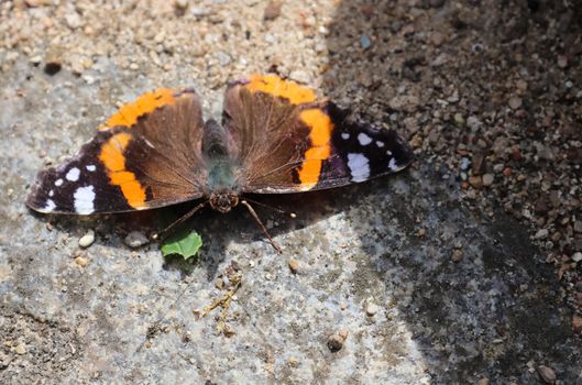 Red Admiral butterfly. Vanessa atalanta sitting on a cobblestone and taking a sunbath