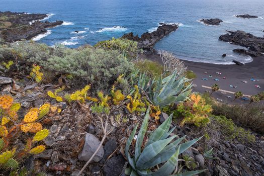 Tropical cactus garden and black sand beach at Los Cancajos. La Palma, Canary Island, Spain.