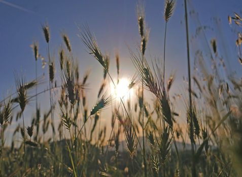 sunset grass in the meadow, natural landscape
