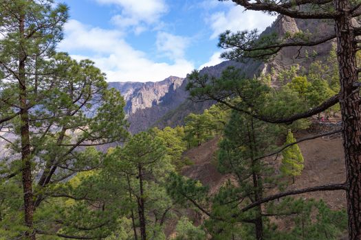 Pine forest at Caldera de Taburiente National Park. Viewpoint La Cumbrecita, La Palma, Canary Island, Spain.