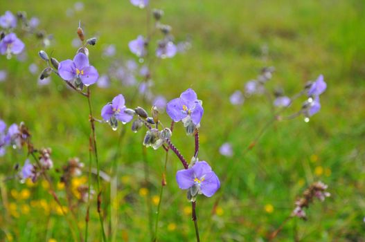 Crested Naga flowers, sweet purple flowers blossoming in full bloom, Phu Soi Dao national park, Thailand.