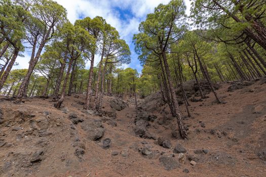 Pine forest at Caldera de Taburiente National Park. Viewpoint La Cumbrecita, La Palma, Canary Island, Spain.
