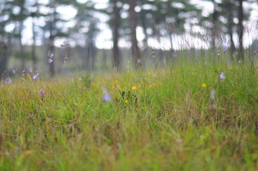 The grass is blooming and there is a blurred pine background, Phu Soi Dao National Park, Thailand.