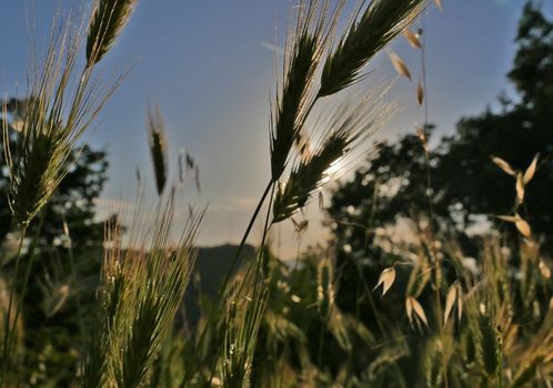 sunset grass in the meadow, natural landscape