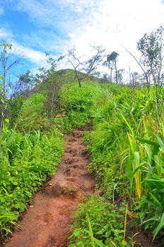 The pathway to the summit and the trees grow on both sides, Phu Soi Dao national park, Thailand.