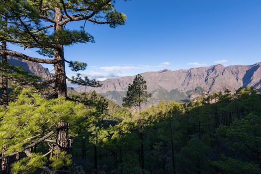 Pine forest at Caldera de Taburiente National Park. Viewpoint La Cumbrecita, La Palma, Canary Island, Spain.