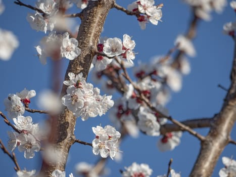 beautify spring flowers on tree close up