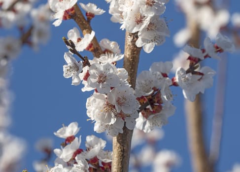 beautify spring flowers on tree close up