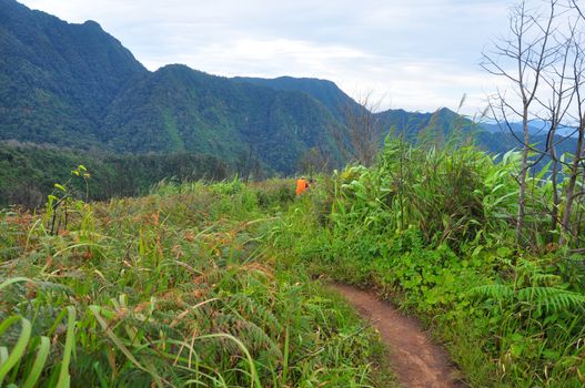 Downhill path With green trees growing on both sides, Phu Soi Dao national park, Thailand