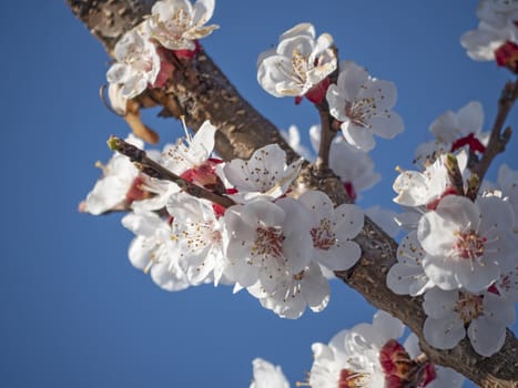 beautify spring flowers on tree close up