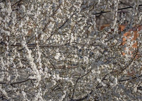 beautify spring flowers on tree close up