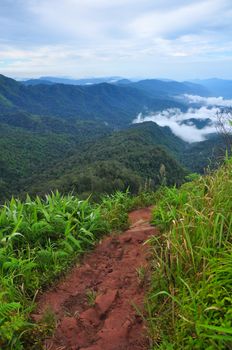 Downhill path With green trees growing on both sides, Phu Soi Dao national park, Thailand