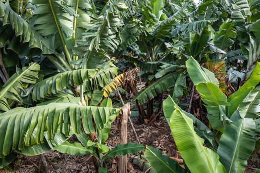 Banana Plantation Field in La Palma, Canary Island, Spain.