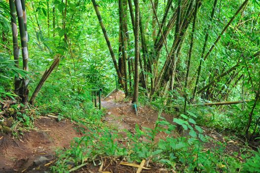 Downhill path With green trees growing on both sides, Phu Soi Dao national park, Thailand