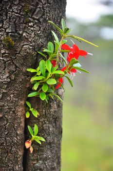 Bright red wild orchids growing on trees Phu Soi Dao National Park, Thailand.