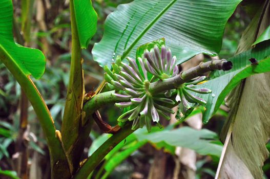 Wild banana trees are being produced in Phu Soi Dao National Park, Thailand.