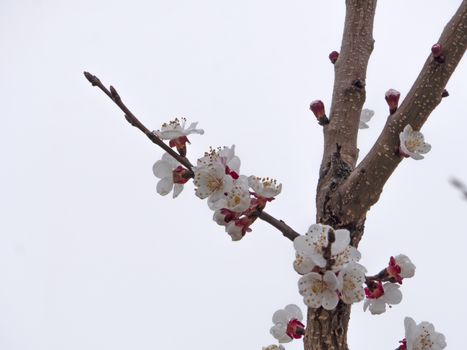 beautify spring flowers on tree close up