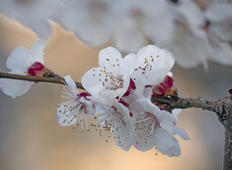 beautify spring flowers on tree close up