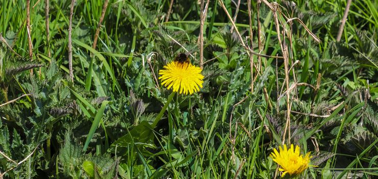 Insects and Bumblebees on yellow dandelion flowers during springtime