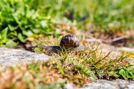 Snail crawling on a hard rock texture in nature; brown striped snail walking on the rocks in rainy day, Brittany (Bretagne), France