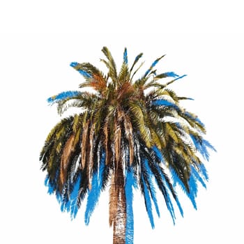 palm tree (Arecaceae) illustration over white background