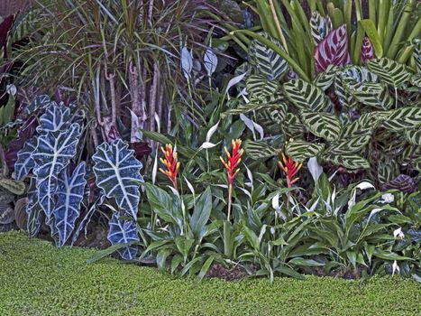 A colourful exotic tropicsl garden display of plants and flowers incliding selction of Ctenanthe amabilis