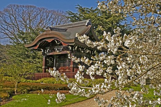 KEW GARDENS, LONDON, ENGLAND. APRIL The Japanese Gateway' Garden with the spring blossom of the Prunus 'Hatazakura' at Kew Gardens.