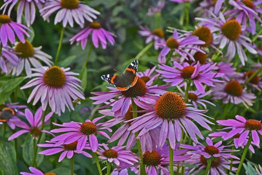 The beautiful Red Admiral Butterfly resting on Echinacea purpurea in a cottage garden