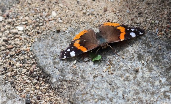 Red Admiral butterfly. Vanessa atalanta sitting on a cobblestone and taking a sunbath