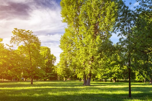 Green park with lawn and trees in a city