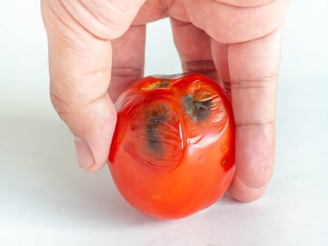 Rotten Tomatoes,Is a red fruit
Sour and sweet,Skin has black mold,
Tomato picking,White background