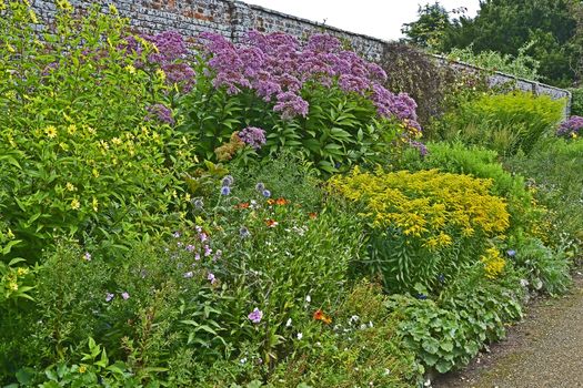 Colorful garden border with Large Eupatorium maculatum and Solidago 'Golden Showers'