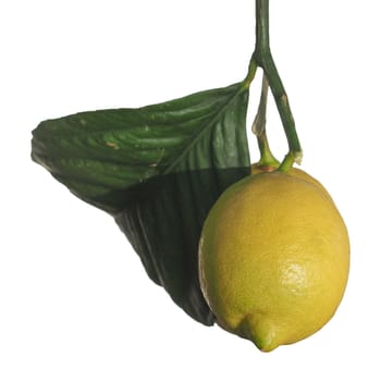 lemon (Citrus Limon aka C Limon) tree and fruit isolated over white background