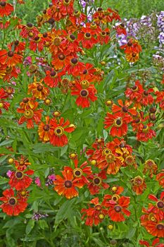Close up of a garden flower border with colourful Helenium 'Moerheim Beauty'