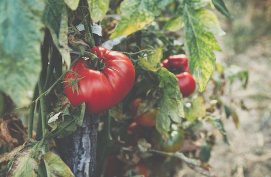 Homegrown Red Fresh Tomato In A Garden. Red organic tomato plant and fruit in the summer light. Bio garden with tomatoes. Homemade tomatoes grown in the garden.