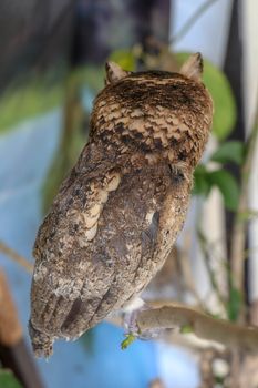 A young little Long-Eared owl sitting on a branch looking at the camera. Cute Asio Otus. A closeup of a Young owl standing on a tree branch under the sunlight with a blurry background.