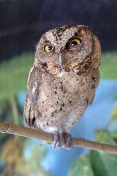 A young little Long-Eared owl sitting on a branch looking at the camera. Cute Asio Otus. A closeup of a Young owl standing on a tree branch under the sunlight with a blurry background.